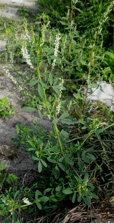 Melilotus albus